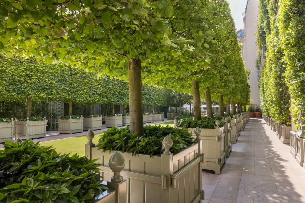 Ritz Paris wedding garden walk under the pleached limes at the Grand Jardin