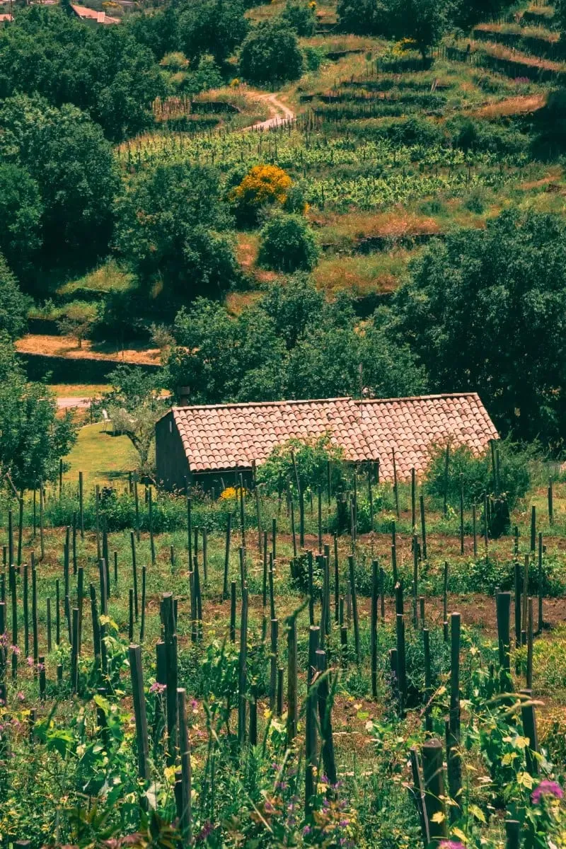 monaci delle terre nere vineyard