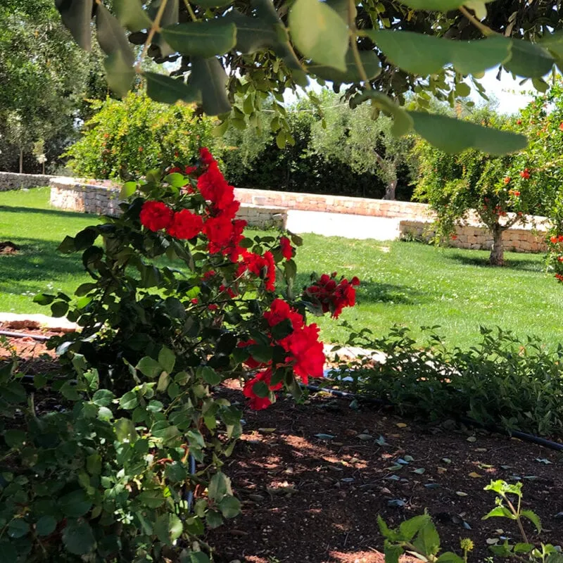 masseria grieco weddings