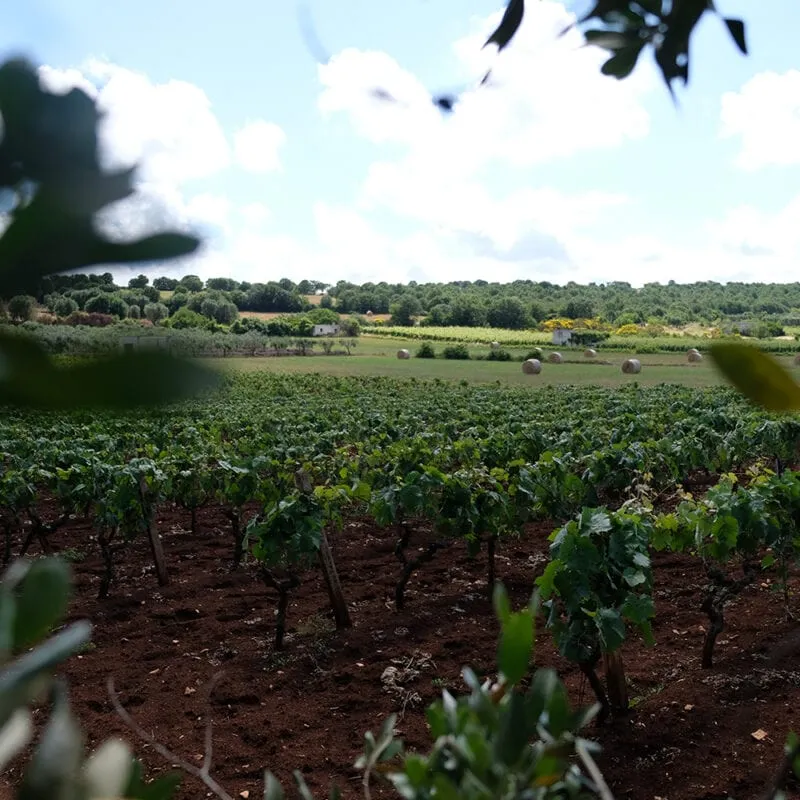 masseria grieco country resort