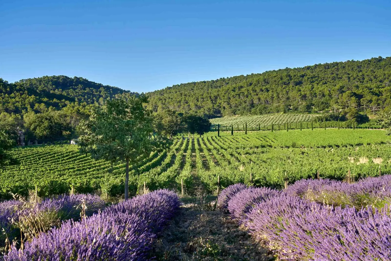chateau la coste wedding